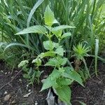 Agastache urticifolia Leaf