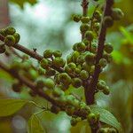 Ficus hispida Fruit