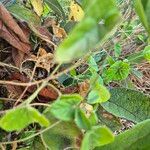 Cynanchum insipidum Blatt