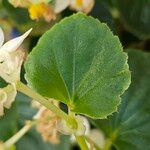 Begonia cucullata Leaf