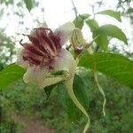 Strophanthus sarmentosus Flower