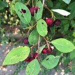 Cotoneaster multiflorus Frukt