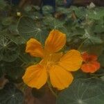 Tropaeolum minus Flor