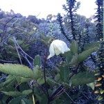 Clematis mauritiana 花