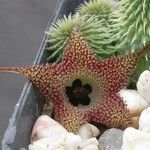 Huernia pillansii