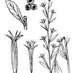 Legousia falcata Muu