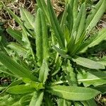 Anchusa officinalis Лист