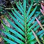 Blechnum orientale Folha