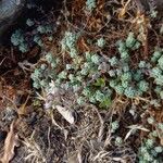 Sedum dasyphyllum Elinympäristö