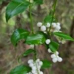 Chiococca alba 葉