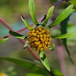 Bidens frondosa ফুল