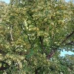 Tilia × euchlora Habit