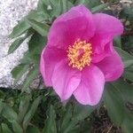 Paeonia corsica Flower