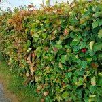 Crataegus coccinea Vekstform