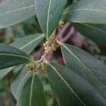 Azara uruguayensis Blomma