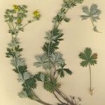 Potentilla neglecta Habitus