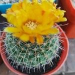 Parodia microsperma Flor