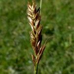 Blysmus compressus Libunga