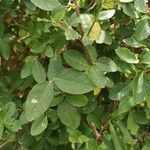Malpighia glabra Leaf