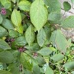 Callicarpa bodinieri Leaf