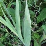 Gladiolus communis برگ