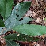 Myrianthus serratus Otro