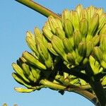 Agave americana Žiedas