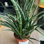 Dracaena stuckyiΦύλλο