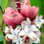 Musa velutina Fruto