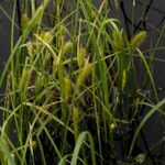 Carex vesicaria Плід