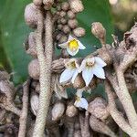 Solanum sooretamum Flor