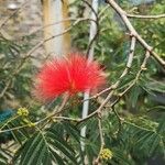 Calliandra tweedieiBlodyn