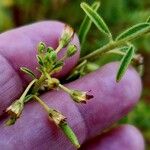 Cleome amblyocarpa Květ