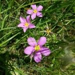 Talinum paniculatum Çiçek