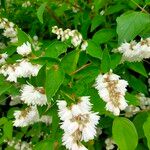 Deutzia scabraBlüte