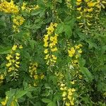 Laburnum anagyroidesFlor