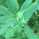 Solidago altissima पत्ता