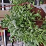 Cotyledon pendens Hoja