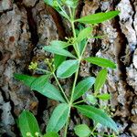 Rubia tinctorum Flower