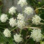 Athamanta cretensis Flower