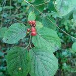 Lonicera xylosteum Leaf