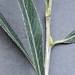 Salix purpurea Leaf