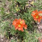 Sphaeralcea coccinea Λουλούδι