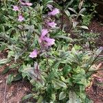 Penstemon digitalis 花