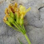 Primula x polyantha പുഷ്പം