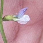 Vicia lathyroides Flower
