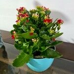 Kalanchoe blossfeldianaFolha