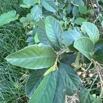 Cotoneaster glaucophyllus Leaf