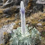 Lupinus alopecuroides Habitus