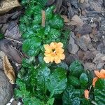 Crossandra infundibuliformis Folha